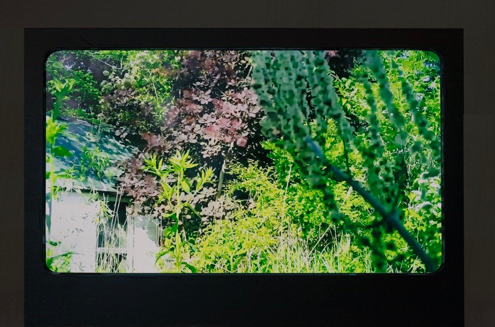 Don't_follow_the_wind_2024_Pollinator_4