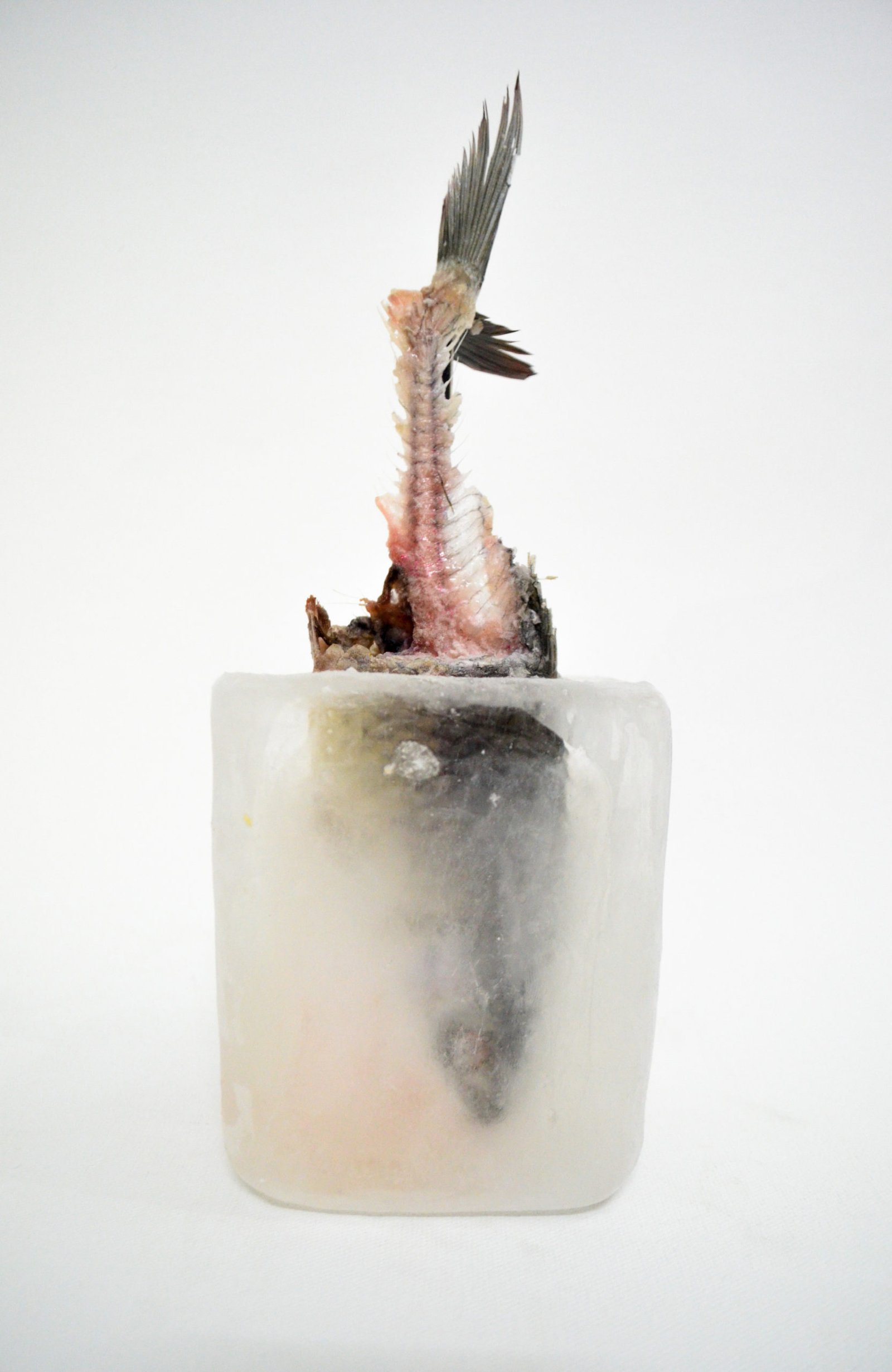 C Sailo  |   
csailo2016@gmail.com